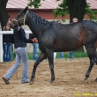 Maj�les VFU, ve volnosti